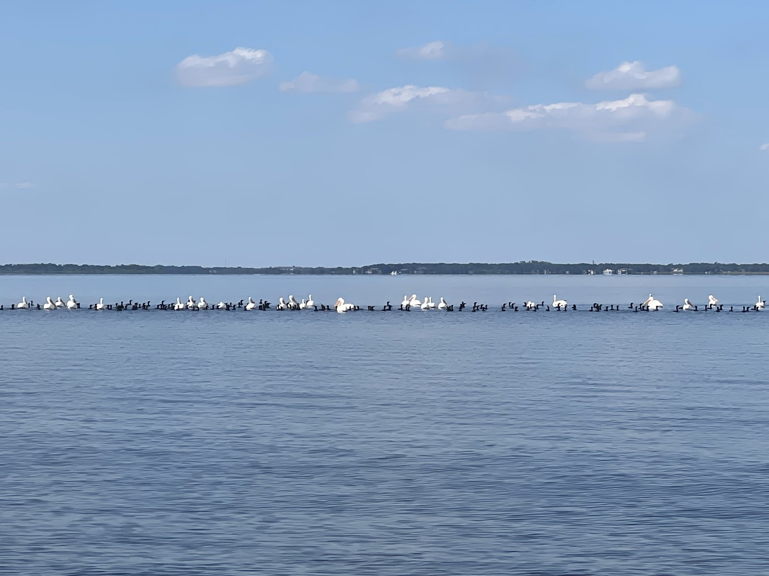 Pelicans on a Central Florida lake