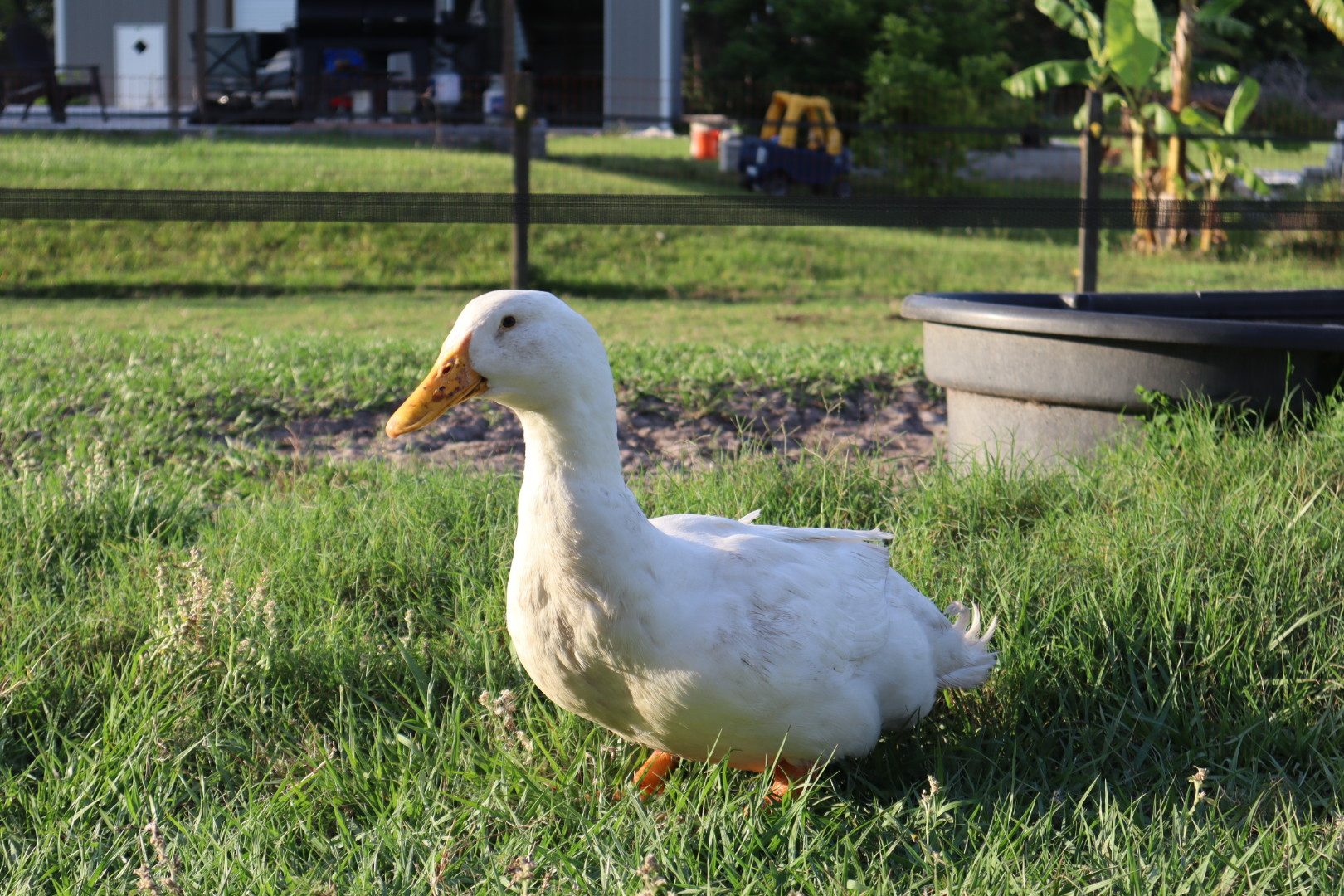 One of our ducks