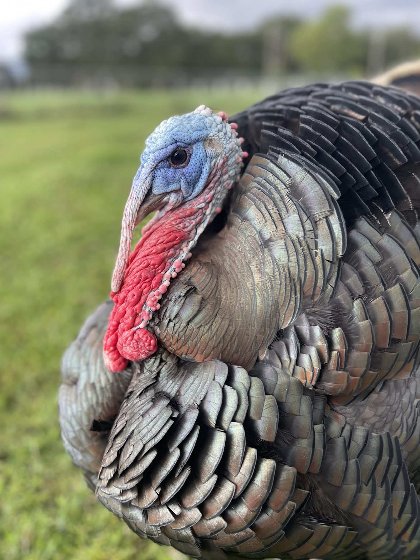 A wild turkey on our land