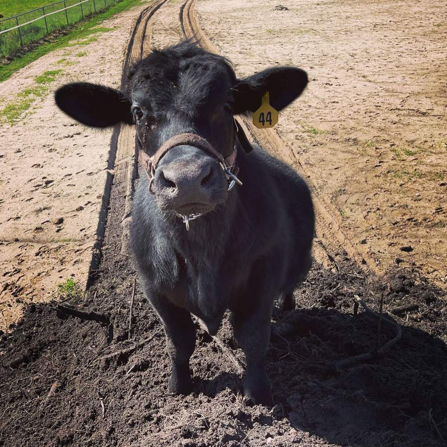 Vader the Bull